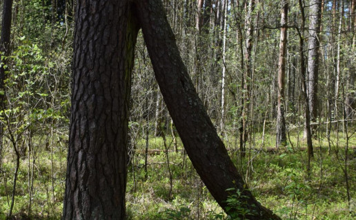 1_dvikamiene pusis (4)_r1.jpg